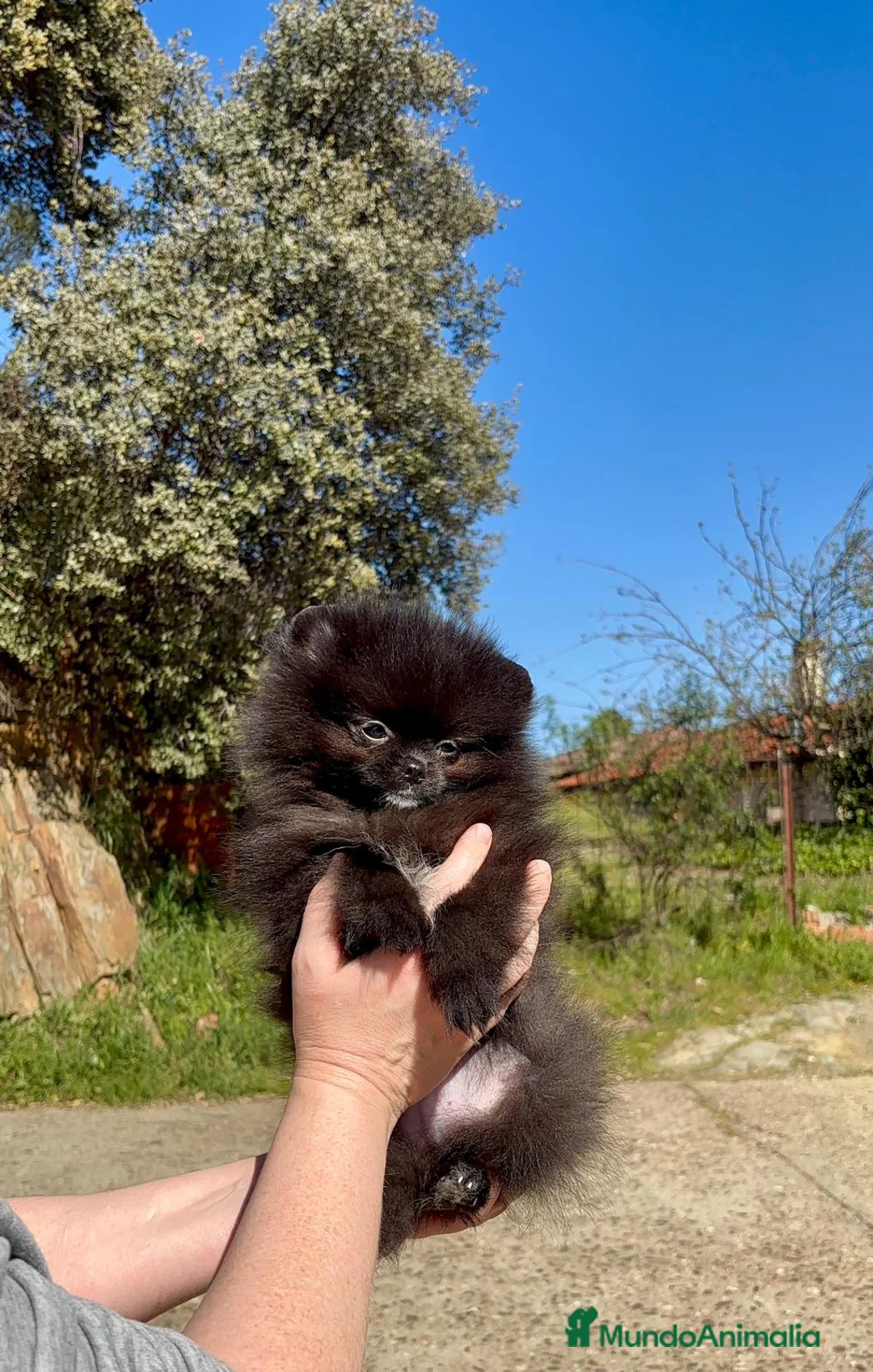 Pomerania perros en venta: Machito línea coreana  - Anuncio 1