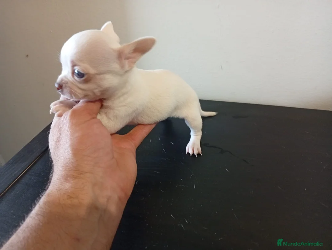 Chihuahua perros en venta: Chihuahua toy  - Anuncio 1