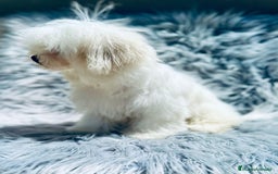 Bichón Maltés perros en venta: Bichon maltés toy  - Imagen 3