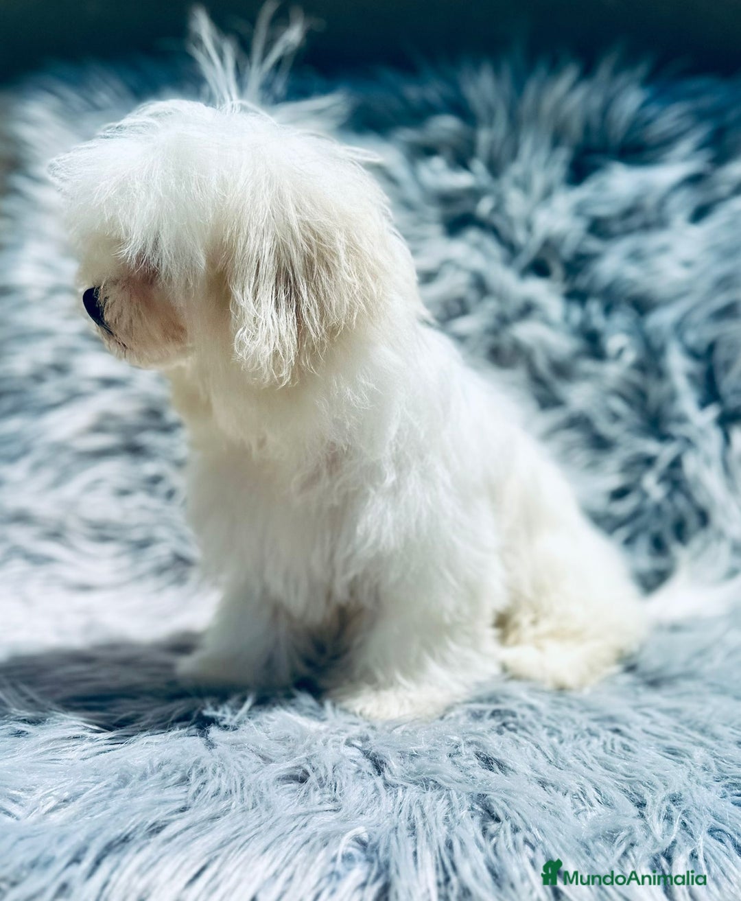 Bichón Maltés perros en venta: Bichon maltés toy  - Imagen 3