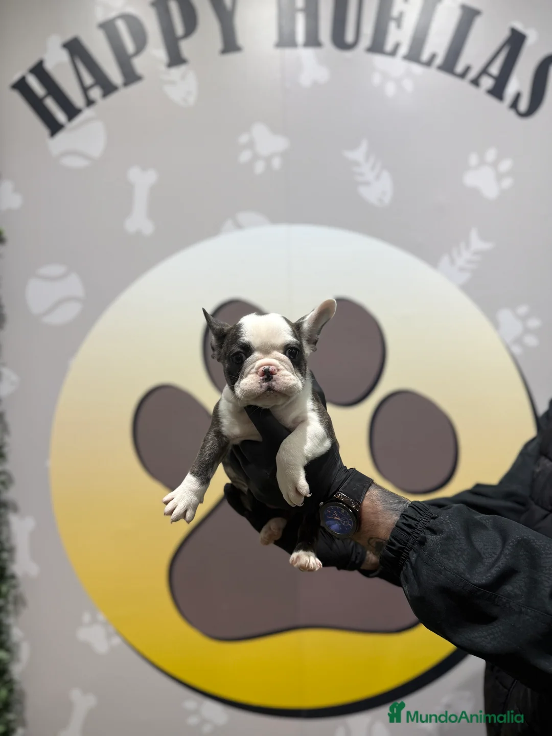 Bulldog Francés perros en venta: 😍✨ HEMBRITA BULLDOG FRANCÉS – GEN COLOR HUSKY ✨😍 - Anuncio 5