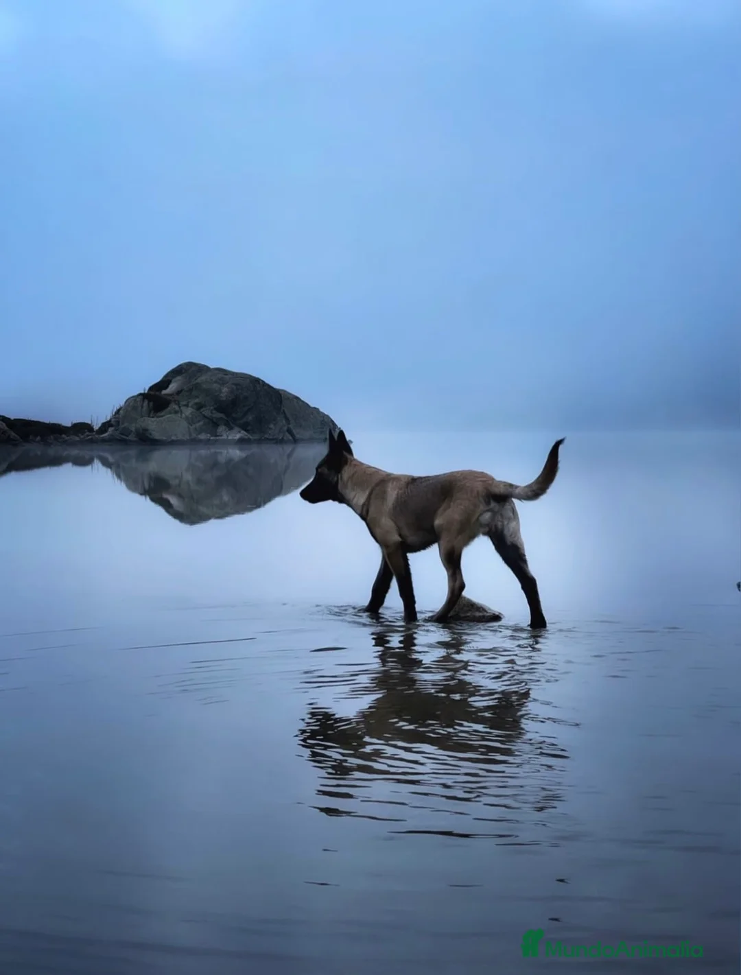 Imagen de galería {{count}}