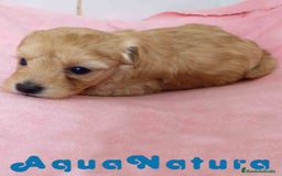 Raza Mixta perros en venta: Havapoo Hembra 3 de Leo y Alejo AQUANATURA - Imagen 4