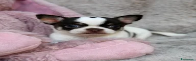Chihuahua 1