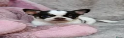 Chihuahua perros en venta: Preciosa Chihuahua 🐾 - Anuncio 2