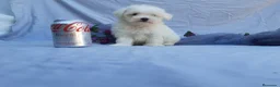 Bichón Maltés perros en venta:  BICHON MALTES  LINEA TOY   MUY CHATO - Anuncio 11