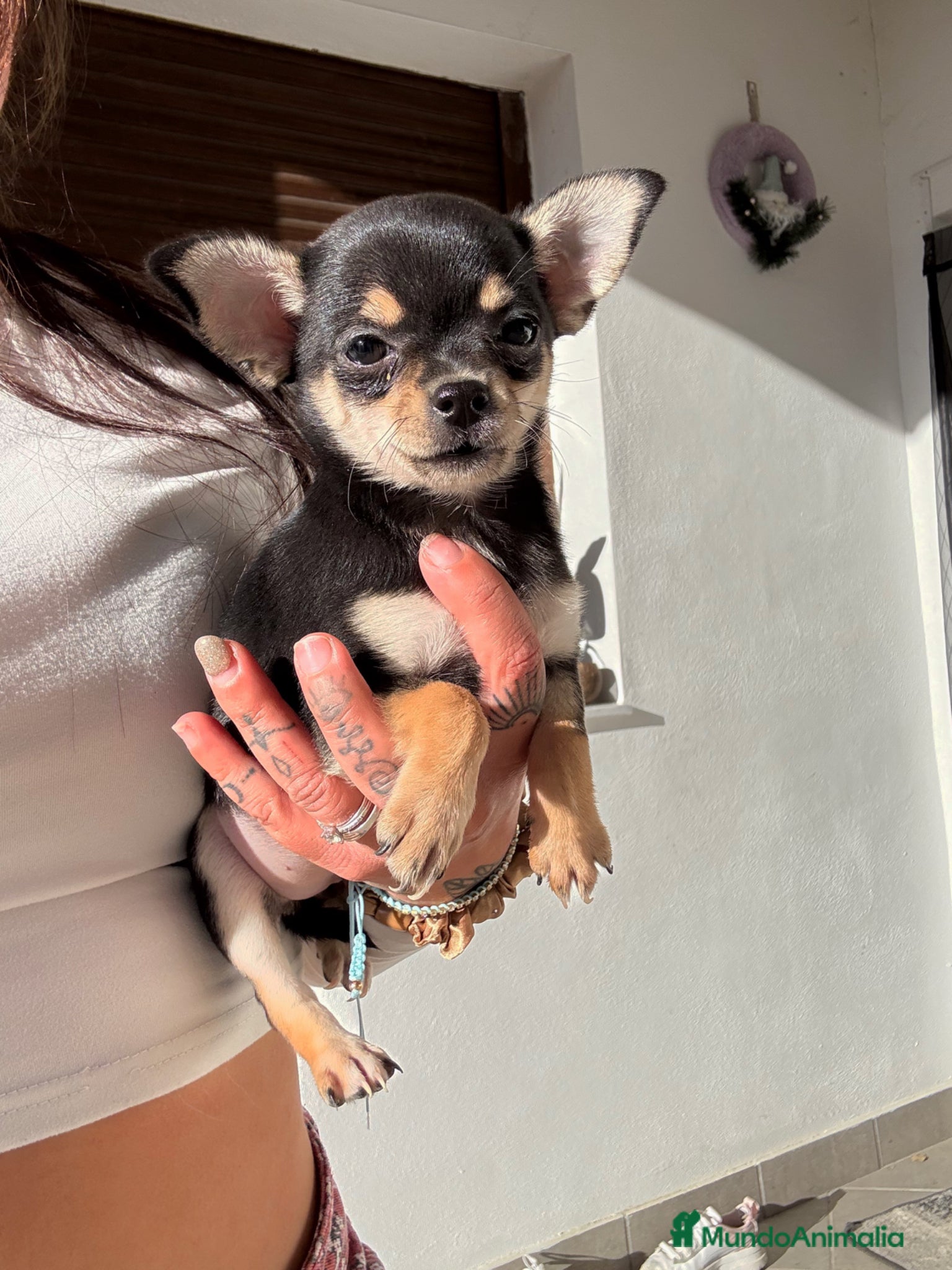 Chihuahua perros Chihuahuas hembras toy  - Anuncio 33