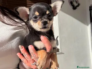 Chihuahua perros Chihuahuas hembras toy - Anuncio 33