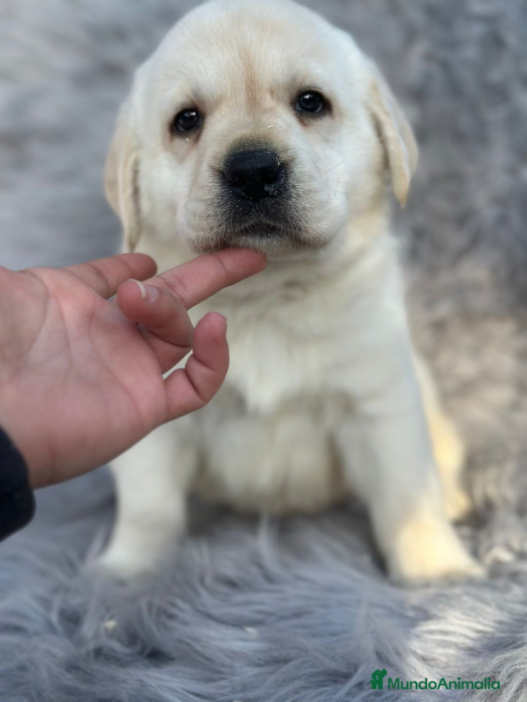 Labrador Retriever perros en venta: Labrafor amarillo  - Anuncio 6