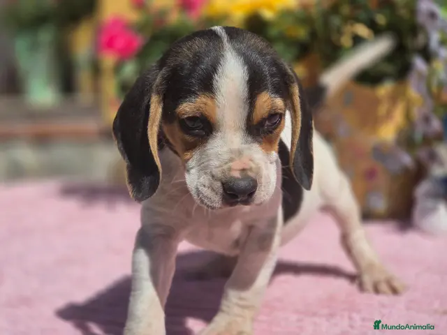 Beagle perros Disponibles beagle.. solo machos. Adopción - Anuncio 2
