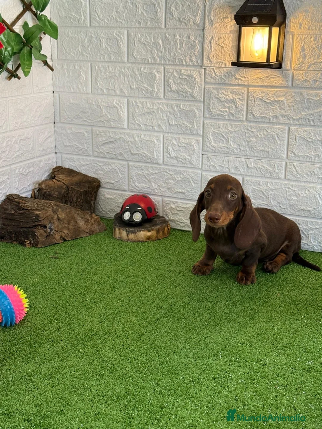 Teckel Miniatura perros en venta: Teckel MINIATURA - Anuncio 1