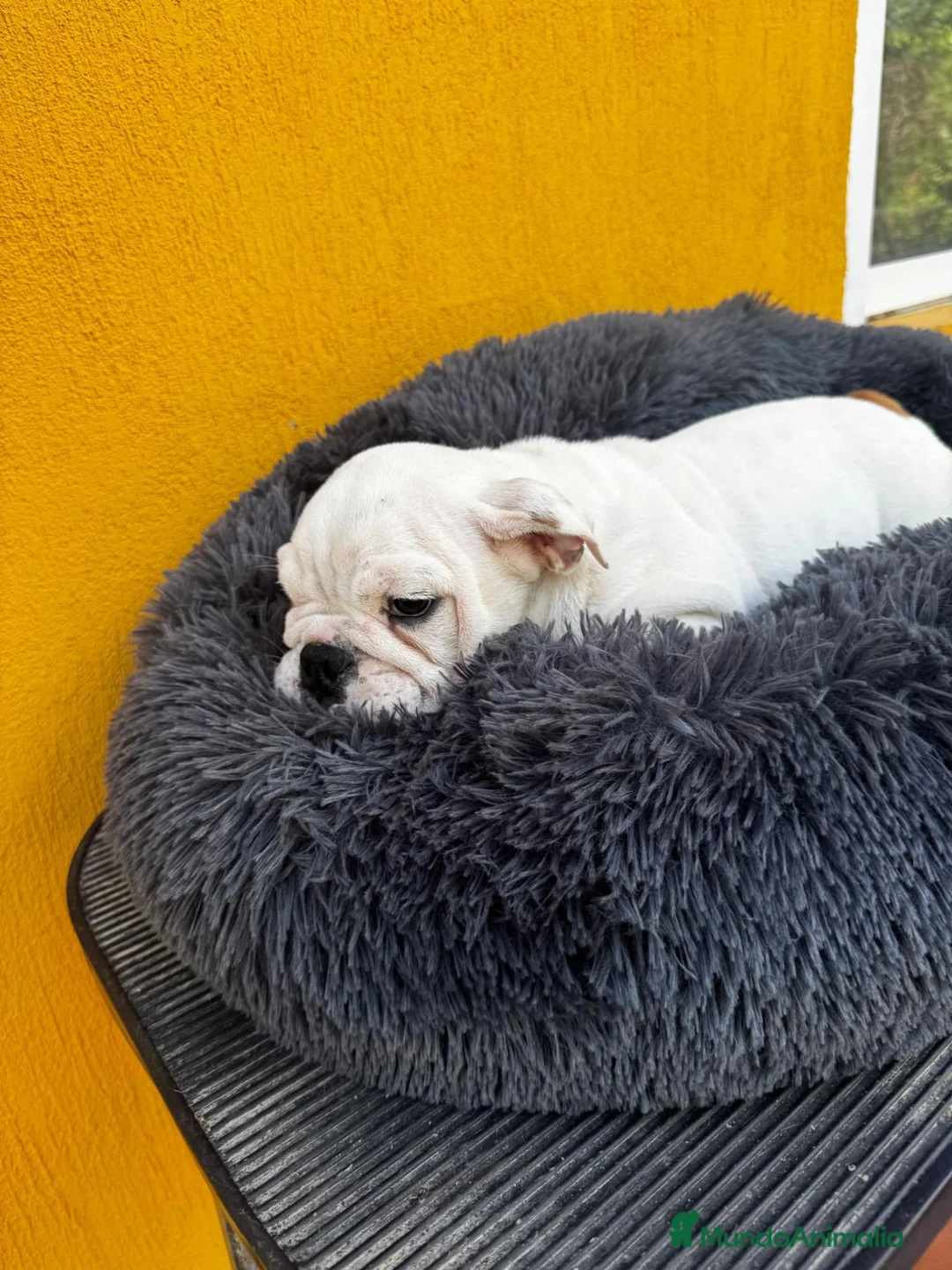 Bulldog Inglés perros en venta: Hembra bulldog inglés  - Anuncio 2