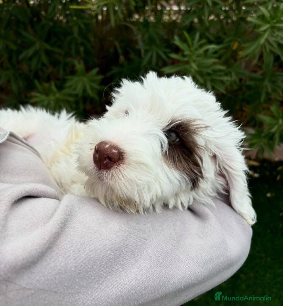 Perro de Agua Español perros PERRO DE AGUA PUPPY  - Anuncio 2