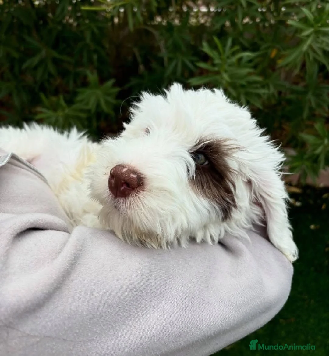 Perro de Agua Español perros en venta: PERRO DE AGUA PUPPY  - Anuncio 2