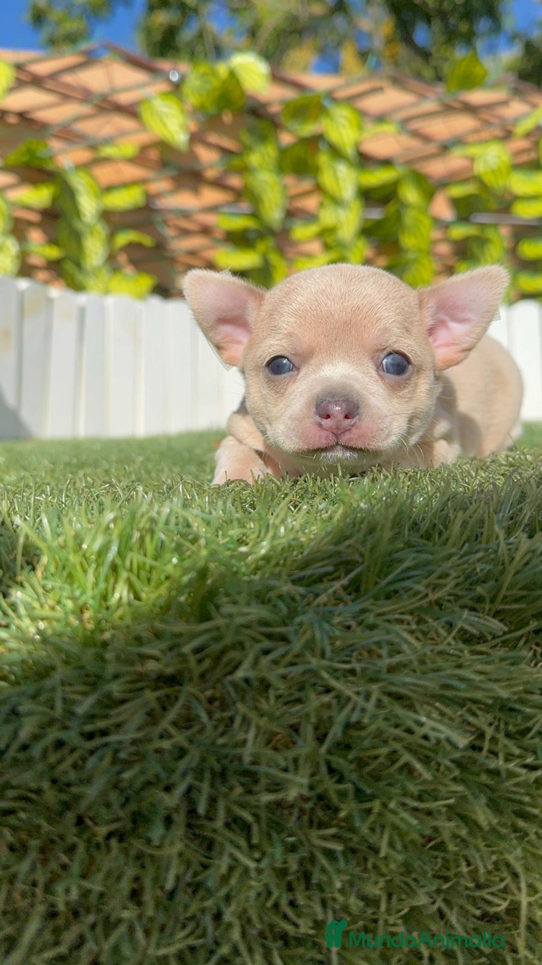 Chihuahua perros en venta: CHIHUAHUA HEMBRA - Imagen 7