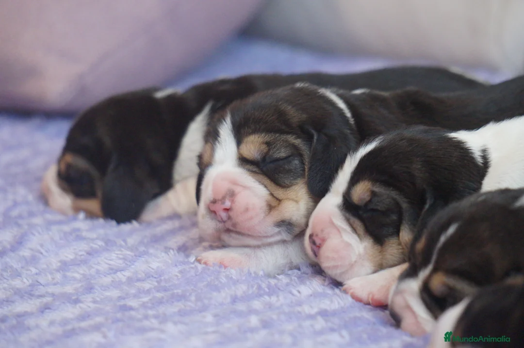 Imagen de galería {{count}}