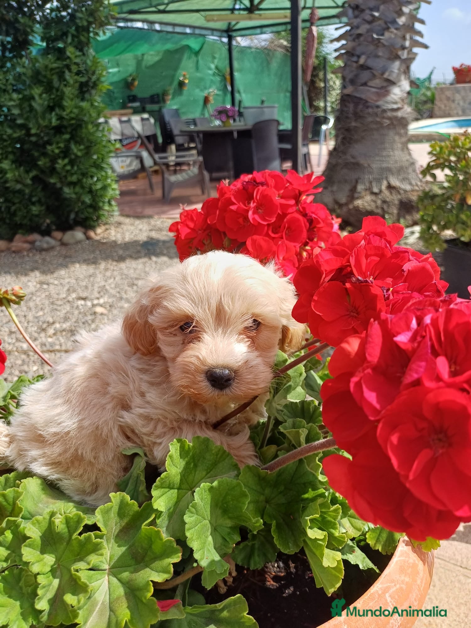 Maltipoo perros Maltipoo macho disponible 🐾🐶 - Anuncio 2
