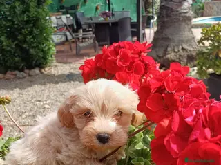 Maltipoo perros Maltipoo macho disponible 🐾🐶 - Anuncio 2