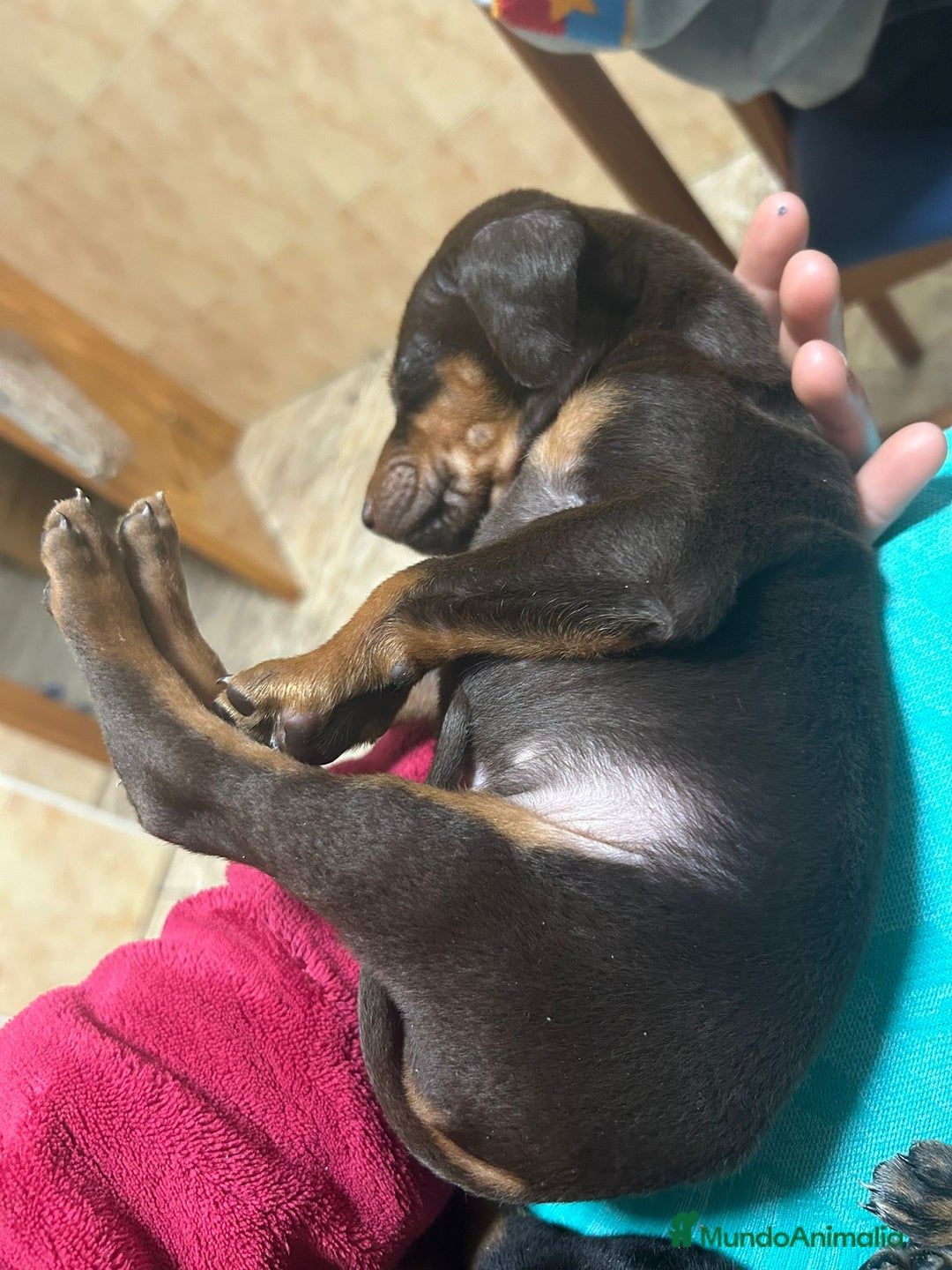 Dobermann perros en venta: Doberman linia americana  - Anuncio 1