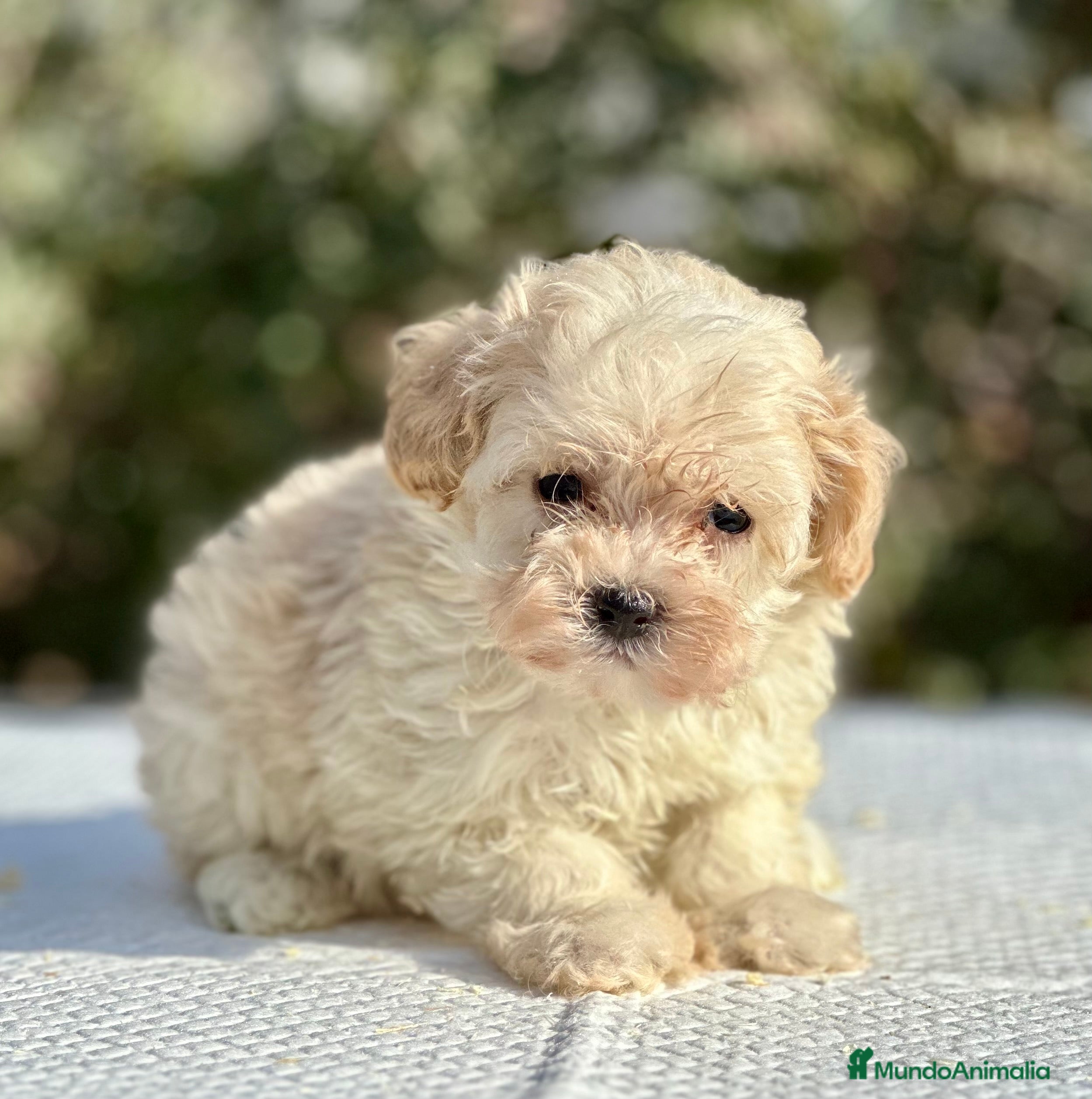 Maltipoo perros MALTIPOO HEMBRA DISPONIBLE en Barcelona - Anuncio 2