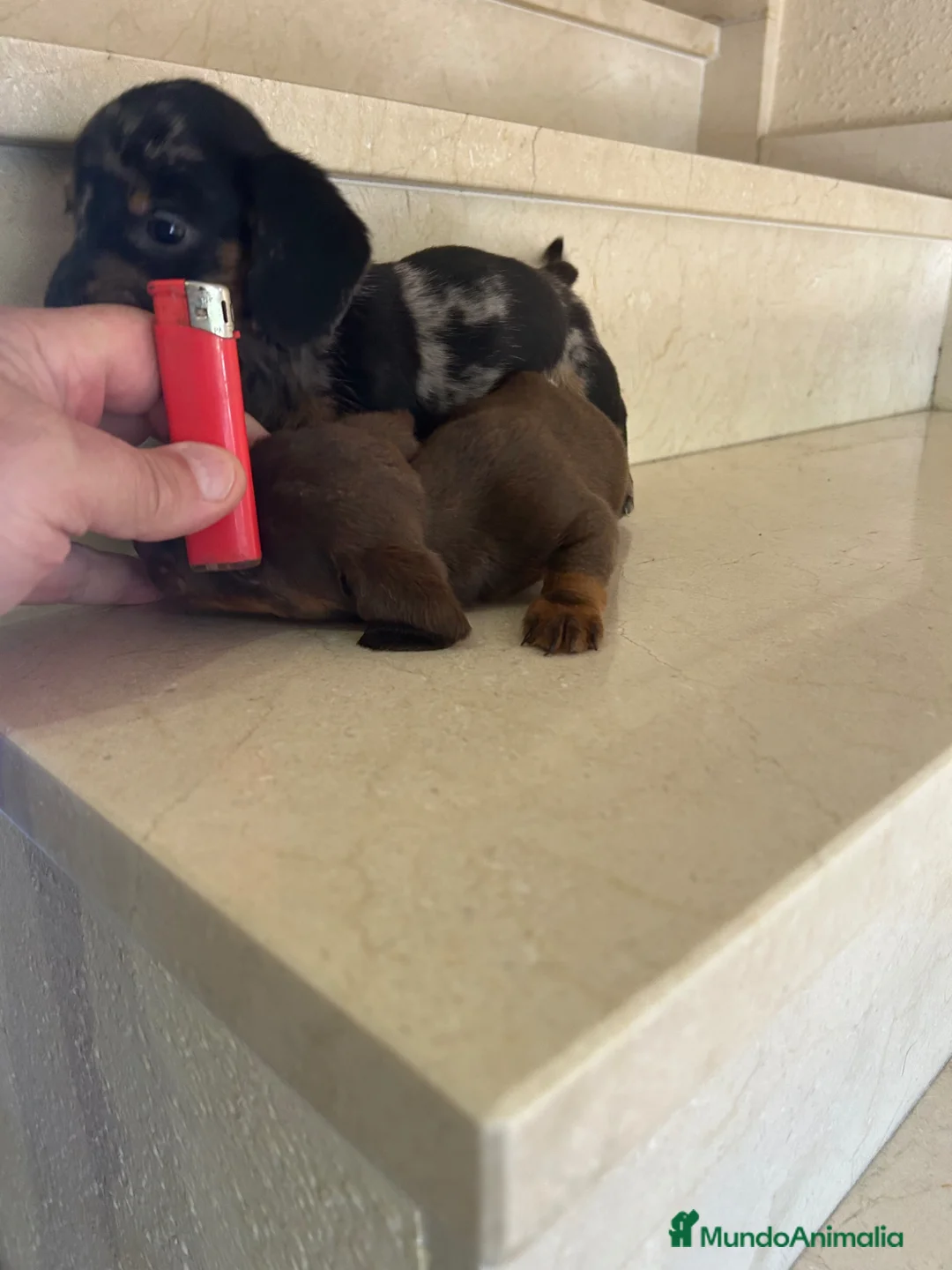 Teckel Miniatura perros en venta: Tekel Máxima Calidad Kaninchen Toy - Anuncio 15