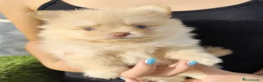 Spitz pequeño - Kleinspitz 1