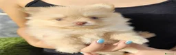 Spitz pequeño - Kleinspitz perros en venta: Spitz alemán  - Anuncio 1