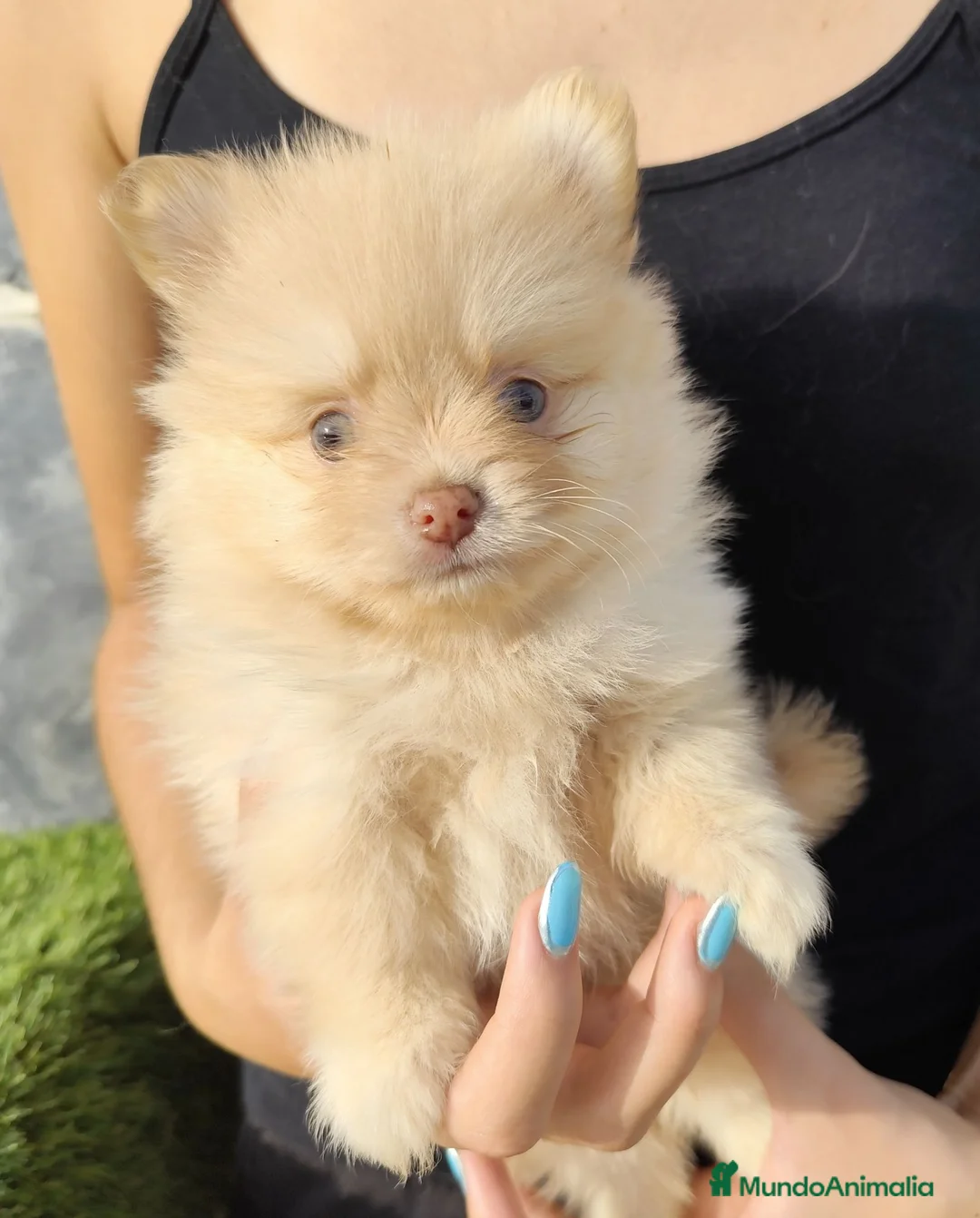 Spitz pequeño - Kleinspitz perros en venta: Spitz alemán  - Anuncio 1
