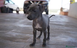 Pequeño Lebrel Italiano perros en venta: 🐾 Sirius y Selena – Galgos italianos blue 🐾 - Imagen 9