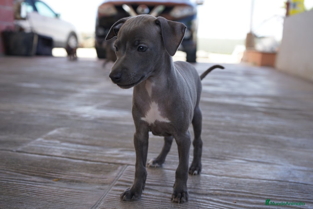 Pequeño Lebrel Italiano perros en venta: 🐾 Sirius y Selena – Galgos italianos blue 🐾 - Imagen 9
