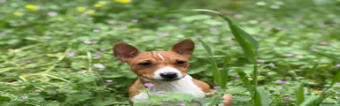 Basenji hembra roja