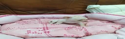 Chihuahua perros en venta: CHIHUAHUA TOY - Anuncio 10