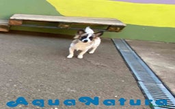 Pomchi perros en venta: Pomchi Macho de Japi y Manchitas 1750 AQUANATURA - Imagen 6