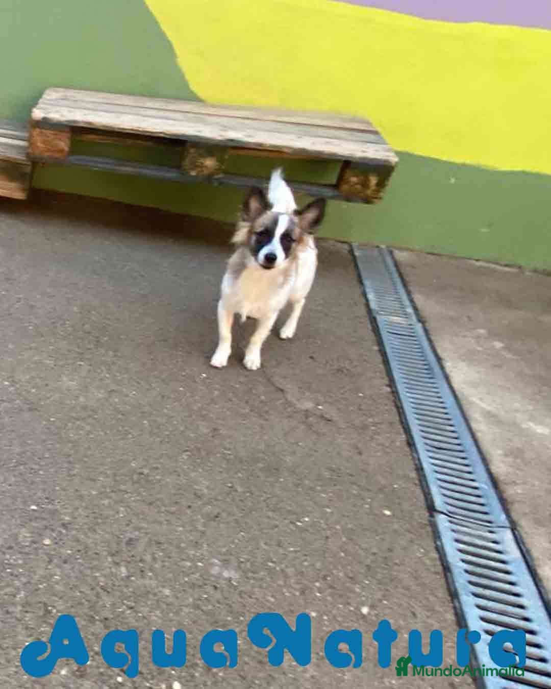 Pomchi perros en venta: Pomchi Macho de Japi y Manchitas 1750 AQUANATURA - Imagen 6