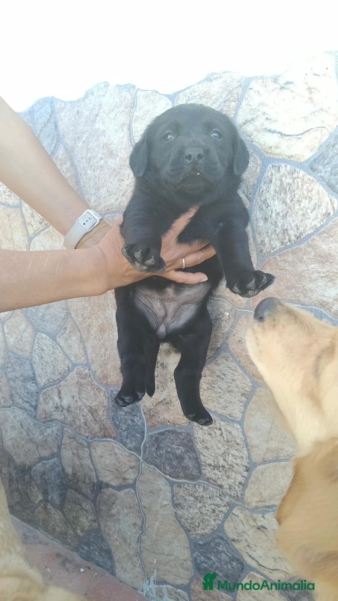 Labrador Retriever perros en venta: Hembra labrador retriever  - Anuncio 5