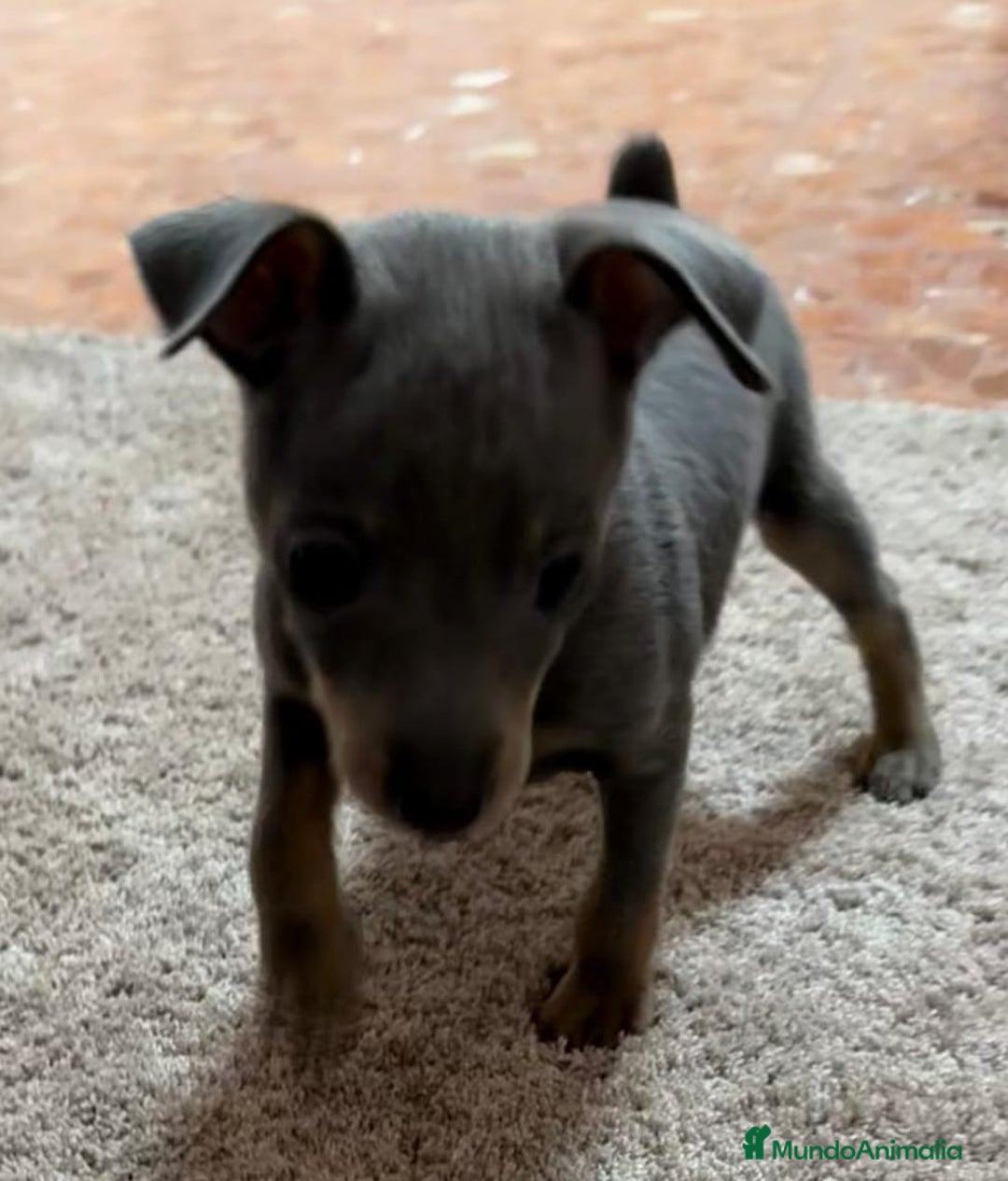Pinscher Miniatura perros en venta: Mini pincher macho blue - Anuncio 3