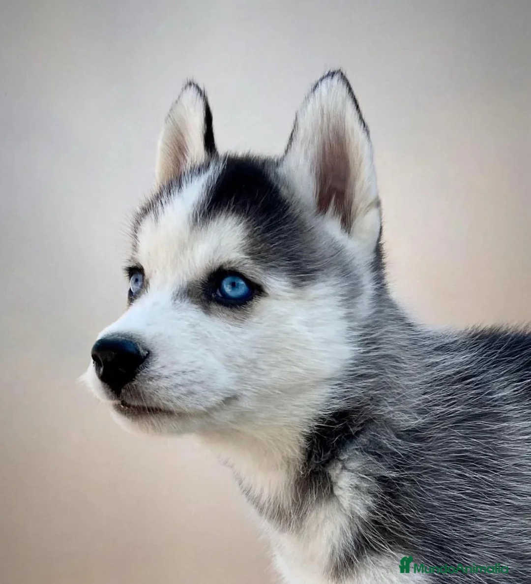 Husky Siberiano perros en venta: Husky siberiano  - Anuncio 2