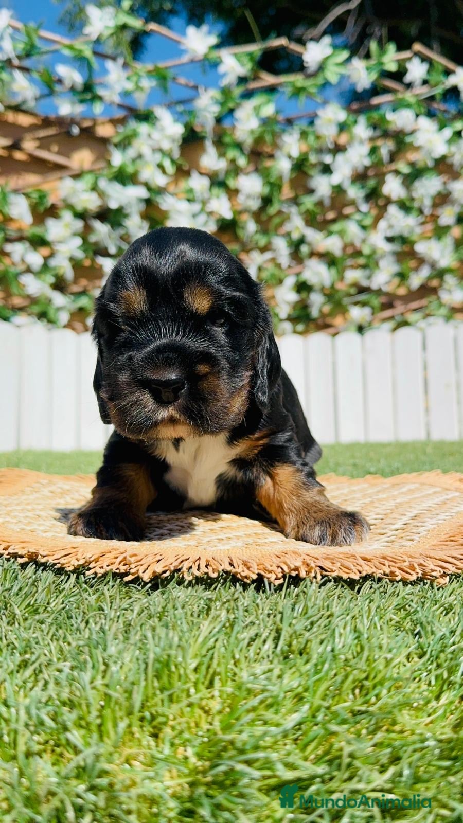 Cocker Spaniel Inglés perros en venta: COCKER SPANIEL INGLÉS  - Anuncio 5