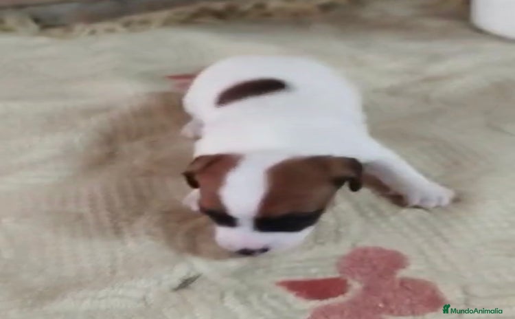 Jack Russell Terrier perros - Anuncio 1