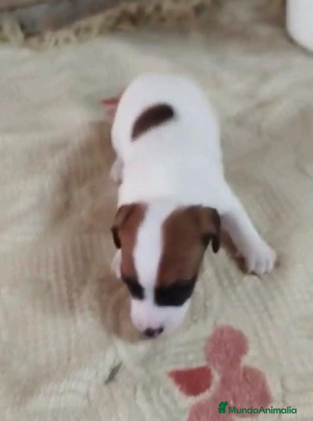 Jack Russell Terrier perros en venta: Jack Russell  - Imagen 1