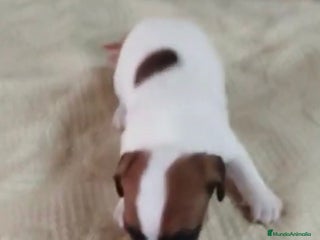 Jack Russell Terrier perros - Anuncio 3