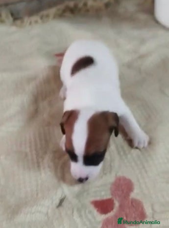 Jack Russell Terrier perros - Anuncio 1