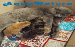 Británico de Pelo Corto gatos en venta: Camada British y Scottish Fold Shorthair - Imagen 5