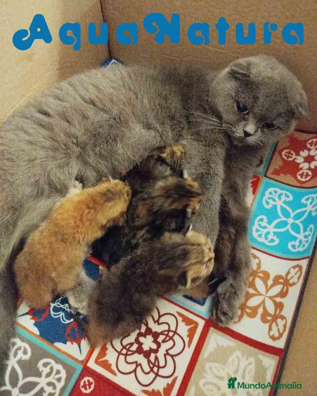 Británico de Pelo Corto gatos en venta: Camada British y Scottish Fold Shorthair - Anuncio 5