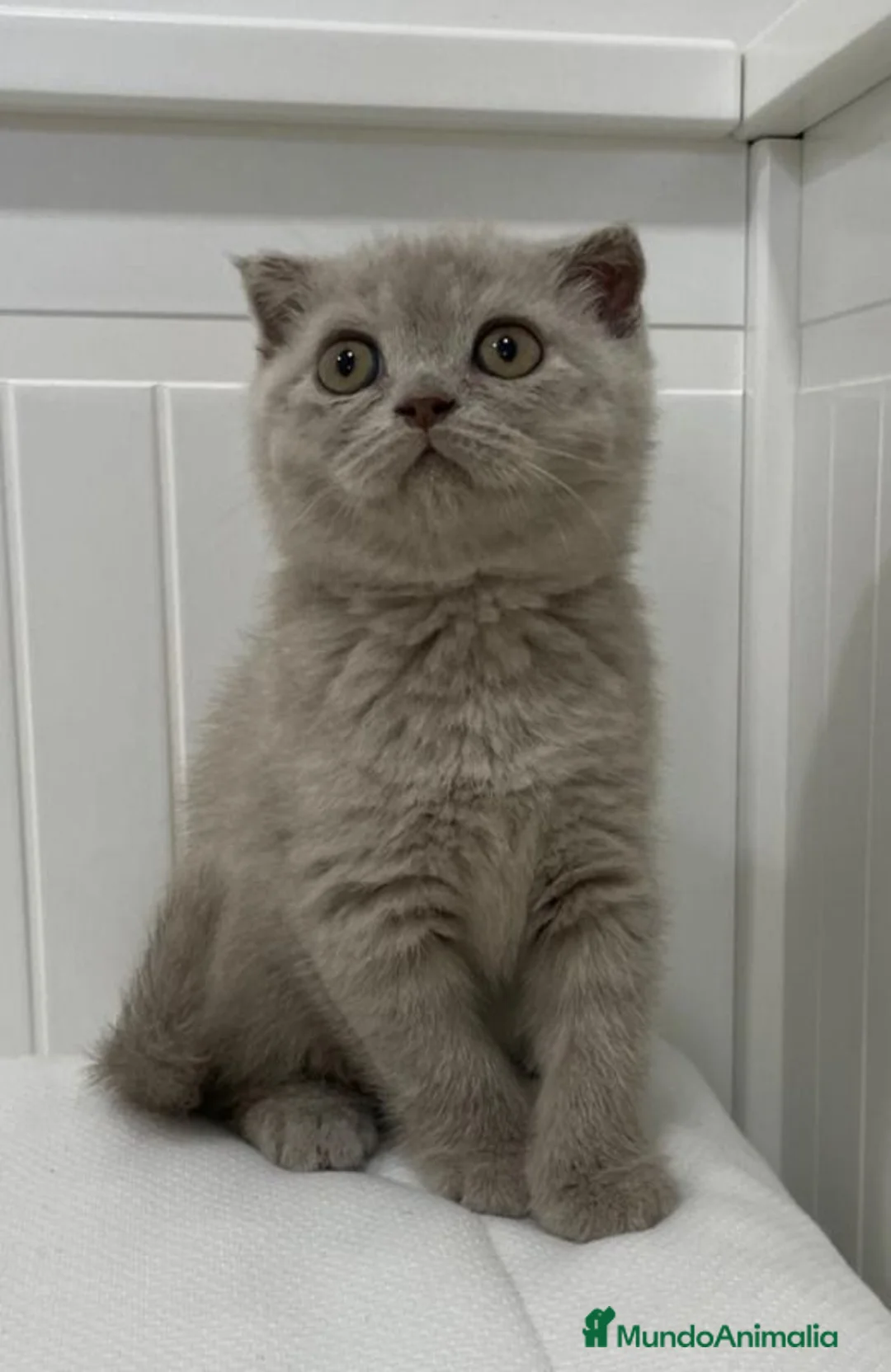 Scottish Fold gatos en venta: camada de scottis fold longhair y shorthair - Anuncio 8