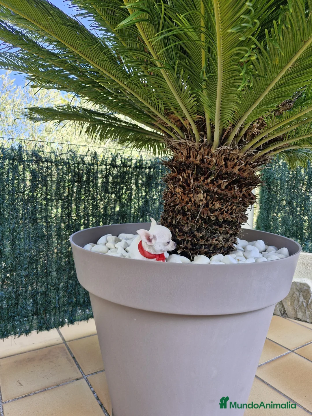 Chihuahua perros en venta: Chihuahuas excelentes  en Barcelona - Anuncio 3