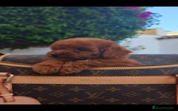 Caniche Toy perros en venta: Caniche toy linea asiatica - Imagen 6