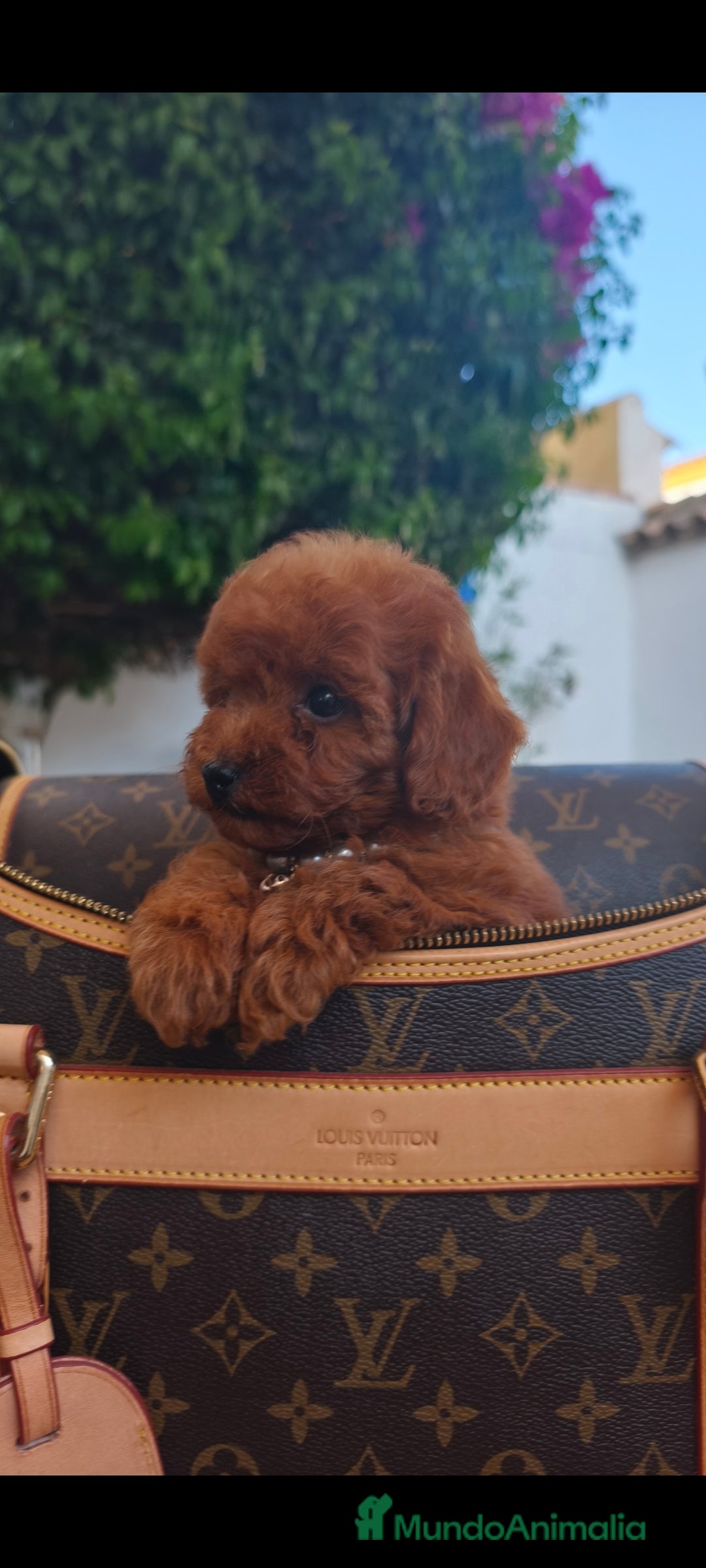 Caniche Toy perros en venta: Caniche toy linea asiatica - Imagen 6