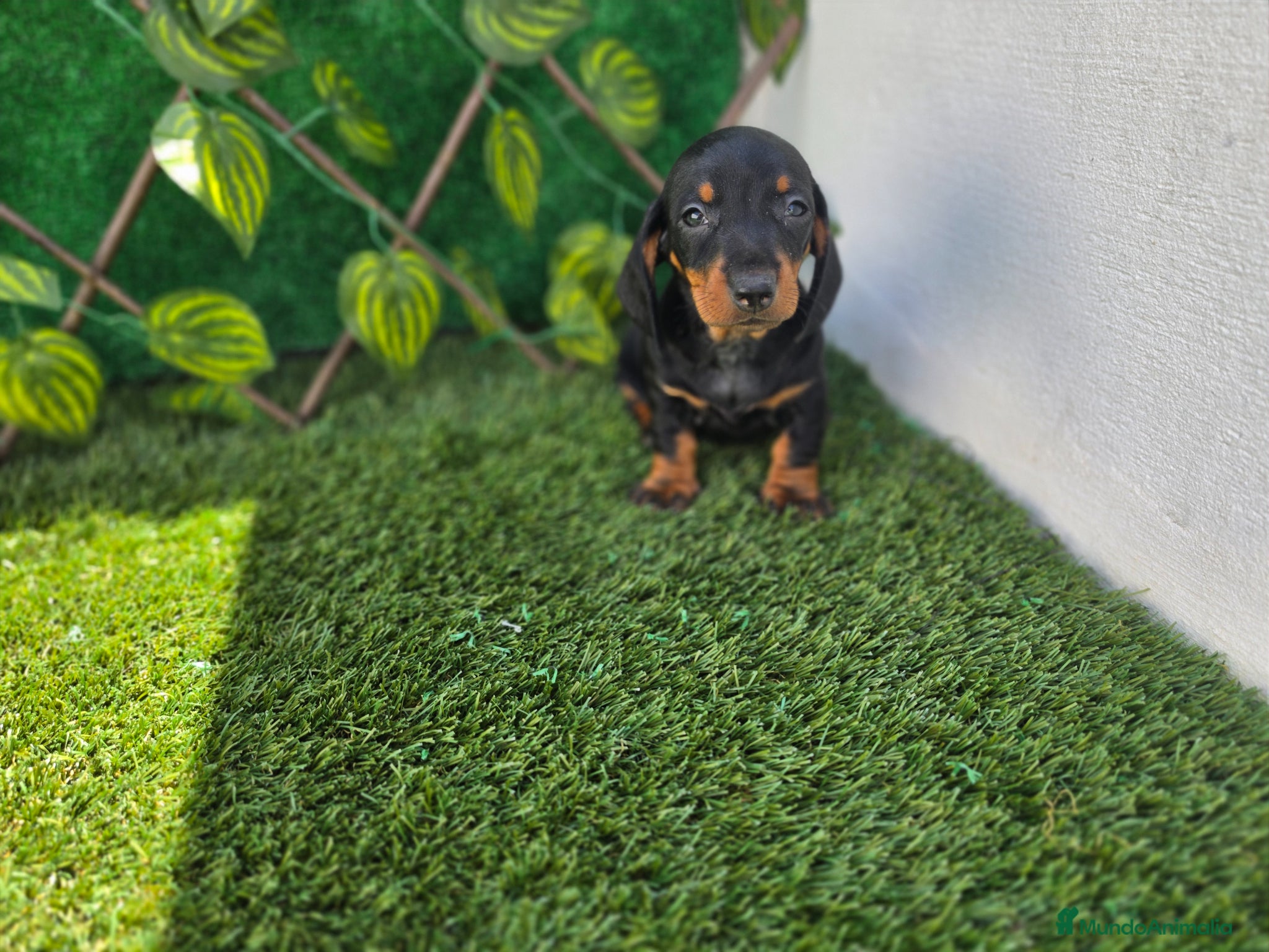 Teckel Miniatura perros TECKEL MINIATURA - Anuncio 2