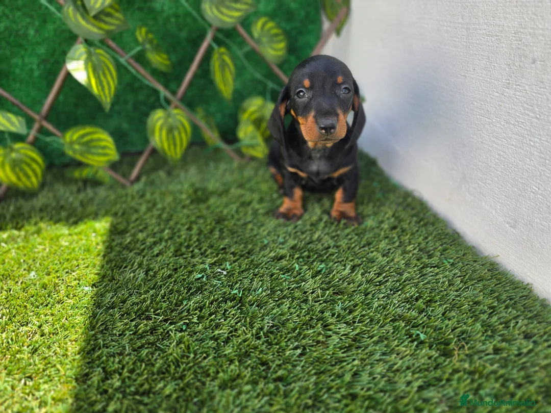 Teckel Miniatura perros en venta: TECKEL MINIATURA - Anuncio 1